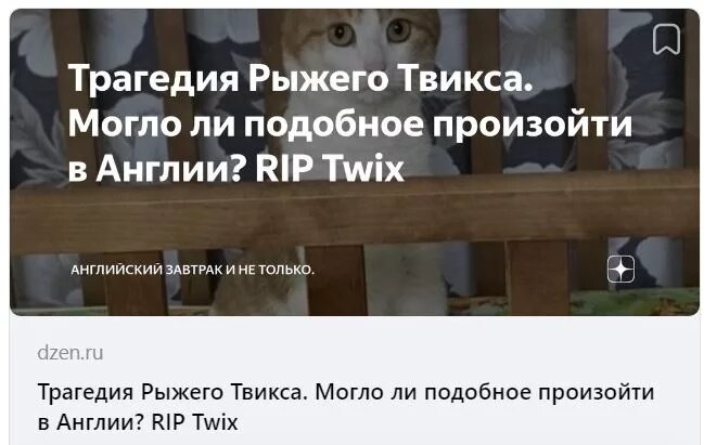 Выкинула кота. Выкинула кота. Выброшенные котята на улице. Котенка выбросили на помойку. Выкинула кота.