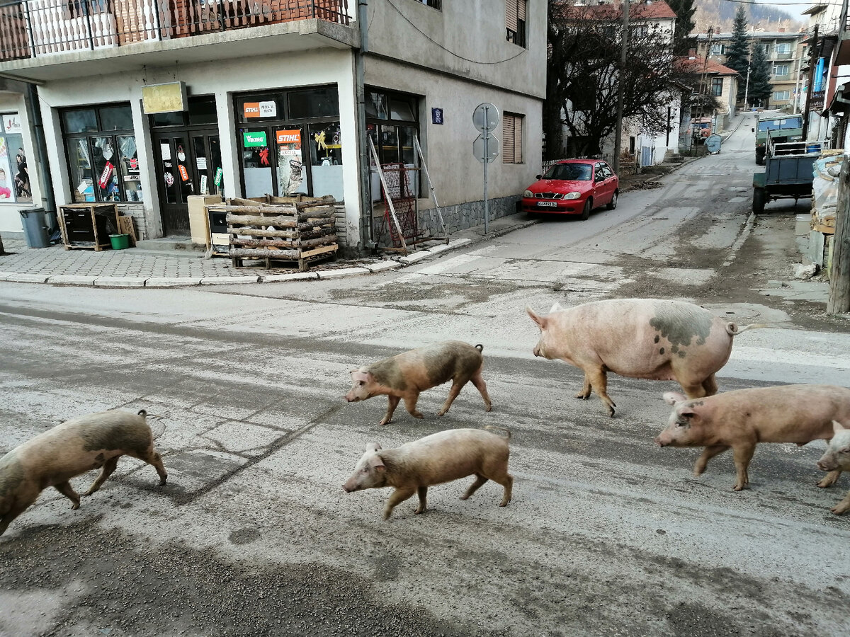Свиньи в городе Босилеград, что на юго-востоке Сербии. Январь 2020 года, фото автора.