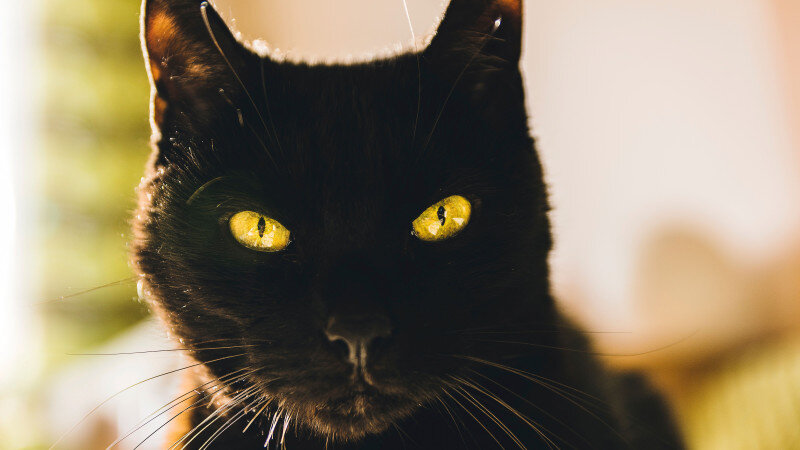     Черный кот. СС0