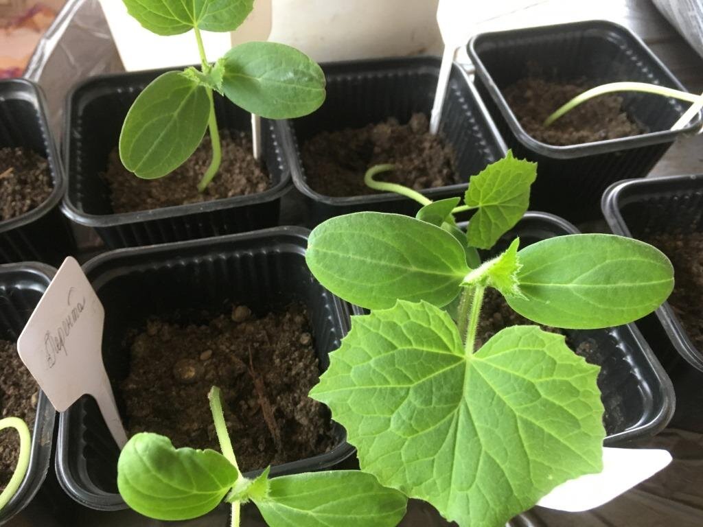 Огурцы на подоконнике. Ранние огурцы рассадой. Ранние огурцы рассадой. Саженцы огурцов. Крепкая рассада огурцов.