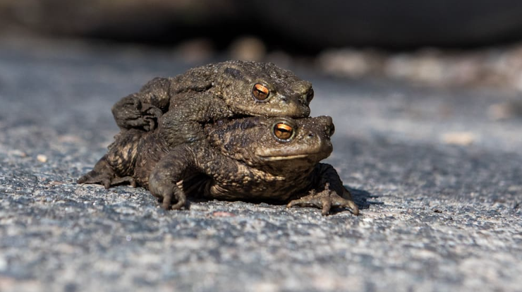 Можно успокоиться: две жабы во время миграции в Гамбурге (архивное фото) © Daniel Bockwoldt/dpa