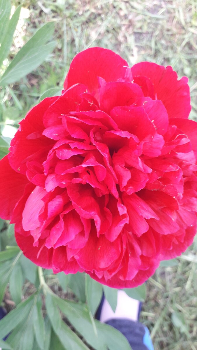 Бордовый пион и зацветает первым.