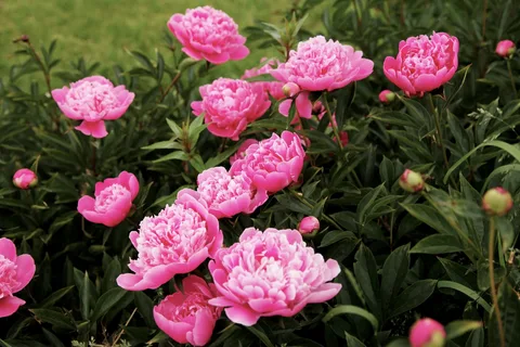 Яндекс-картинки.Розовые пионы.