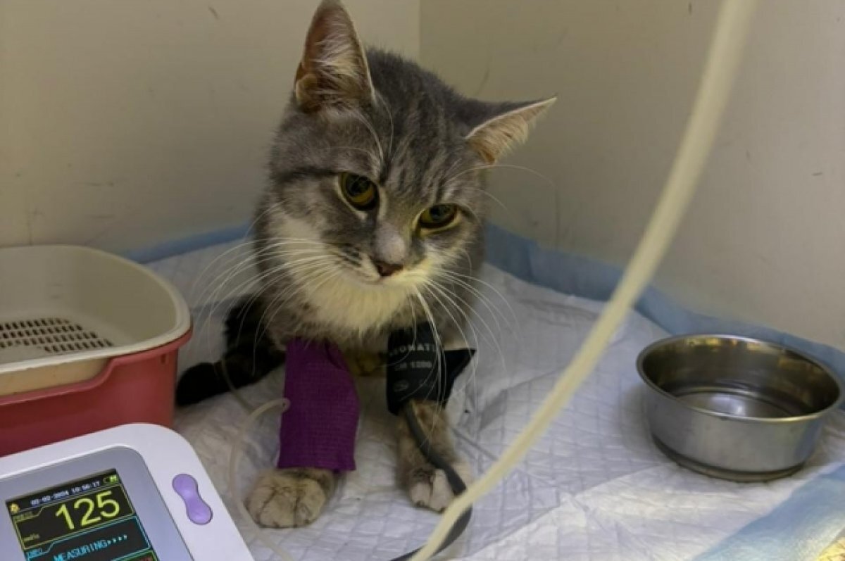 Остановилось сердце. В Ростове из рухнувшего дома спасли истощённых ...