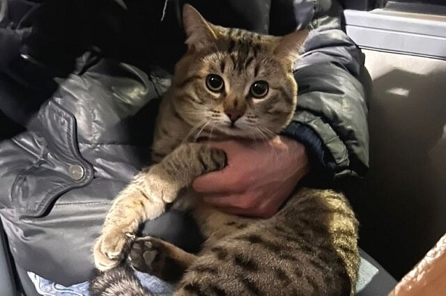 хозяин кота. кот ластится. хозяин кота. кошка и хозяин. котик обнимает.