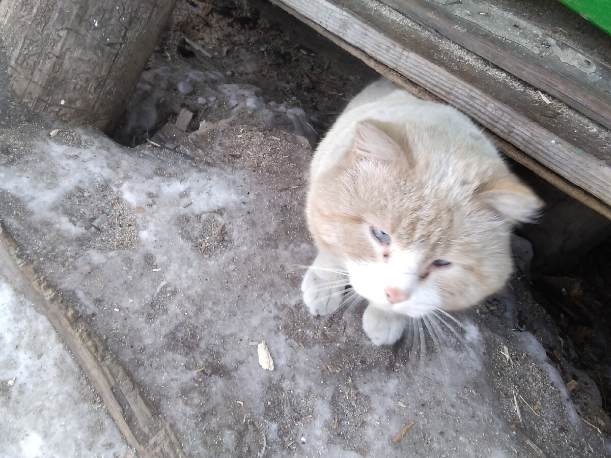 девочка с сиренью. запах весны. сирень жасмин черемуха. весна любовь. девочка весна.