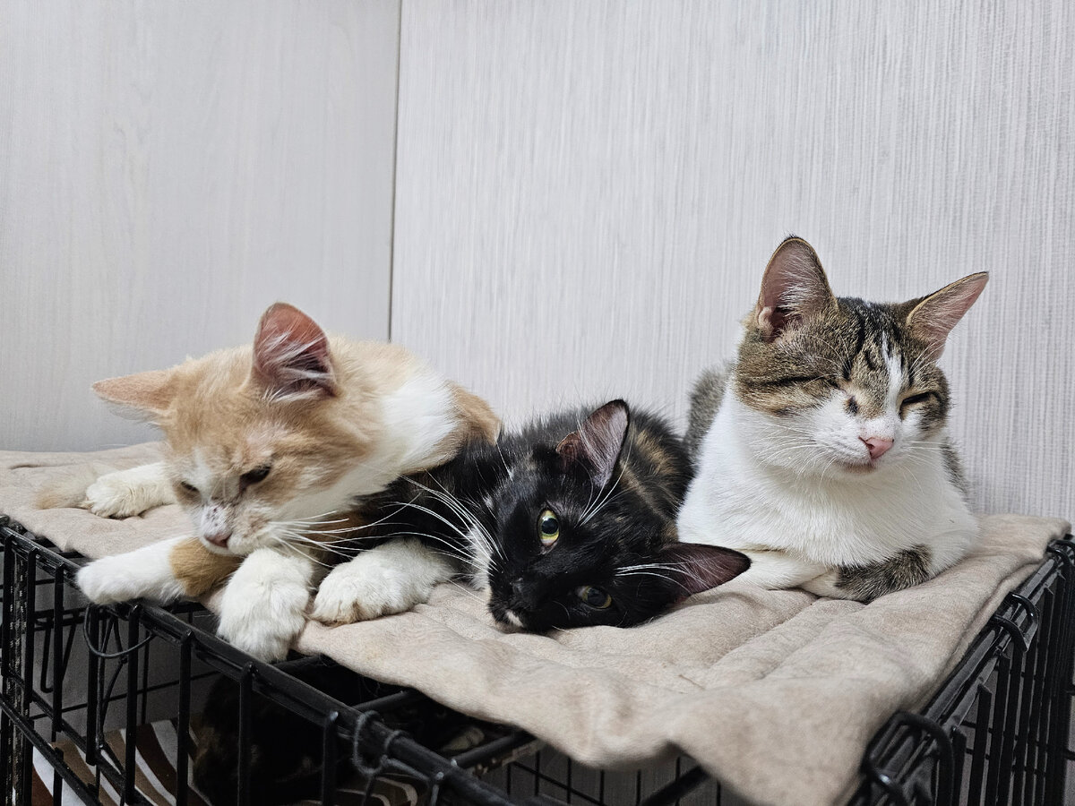 Спасти живую душу. Спасти живую душу. Художник томаш ален копера. Сказочные мгновения. Спасти живую душу.