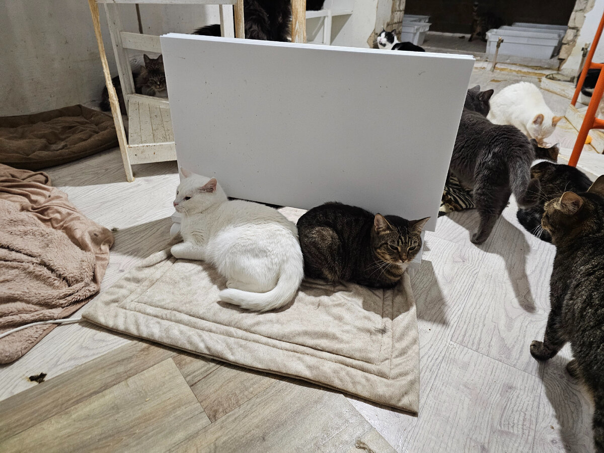 Подушка даша. Настя кошка. Настя кэт. Ютубер настя кэт. Мемы с котом скучаю.