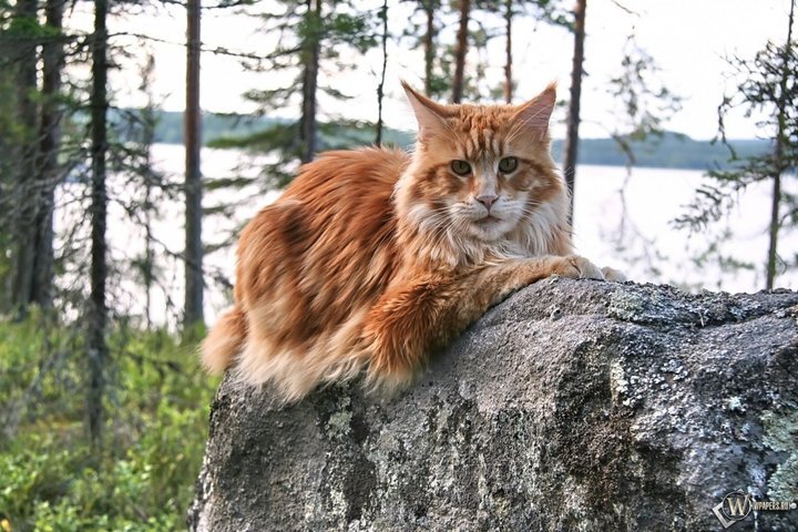 Царь зверей, не менее! Фото и открытых источников