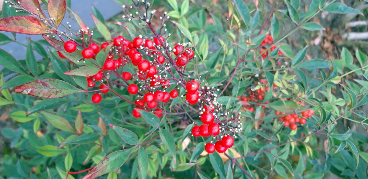 В Краснодаре сезон Личхунь – без снега, с зеленой травой и мелкими дождиками