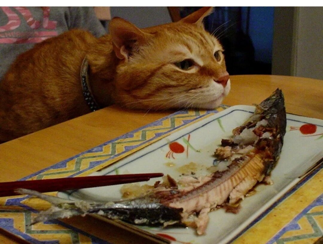 Не хочу быть рыбой. Котик с едой. Кот с рыбой. Обожравшийся кот. Кот ест рыбу.