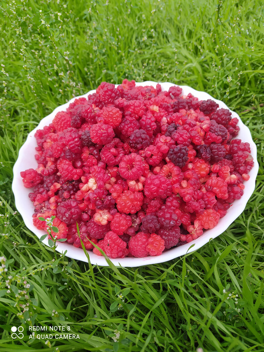 Осеняя малинка. Почему-то осенняя малина более мелкая и рассыпчатая. 