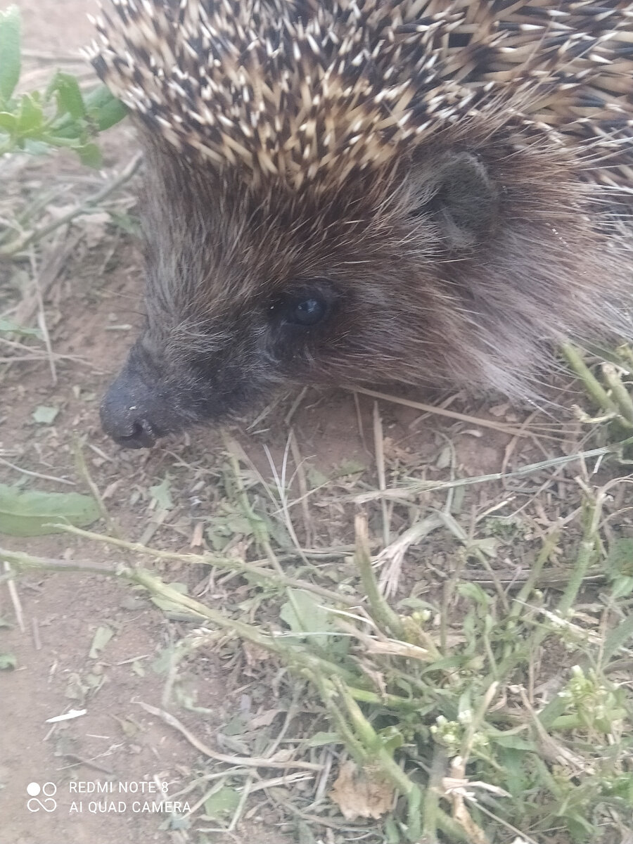 Ёжик заходил в гости.Устроили фотосессию. Самое удачное фото. 