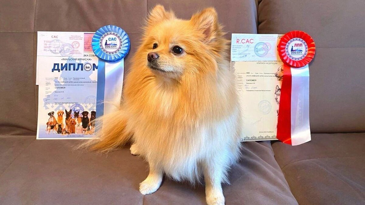 сердечный кашель у собак маленьких пород