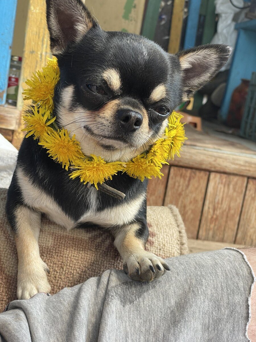 Реестр банкротов физических лиц. Порядок признания банкротом физического лица. Проверить подали ли на банкротство. Федеральный реестр банкротов. Схема процедуры банкротства физического лица.