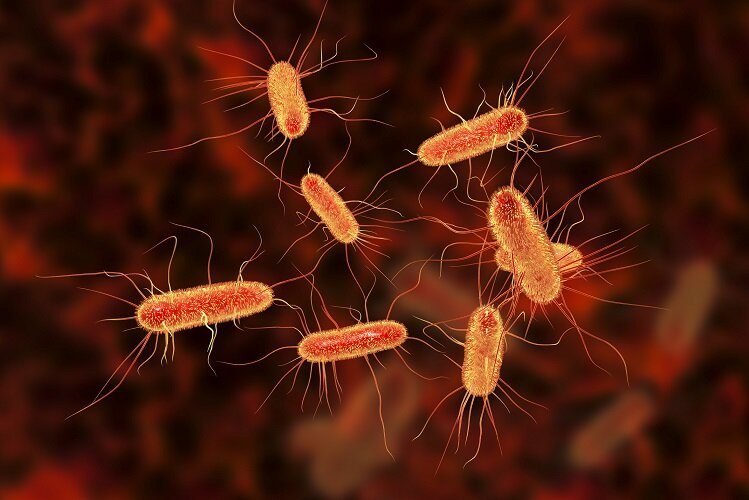 E.coli — кишечная палочка, бактерия, часто используемая в лабораторных экспериментах. Дикие варианты этой бактерии могут вызывать серьёзные желудочно-кишечные инфекции с опасными для жизни осложнениями.
