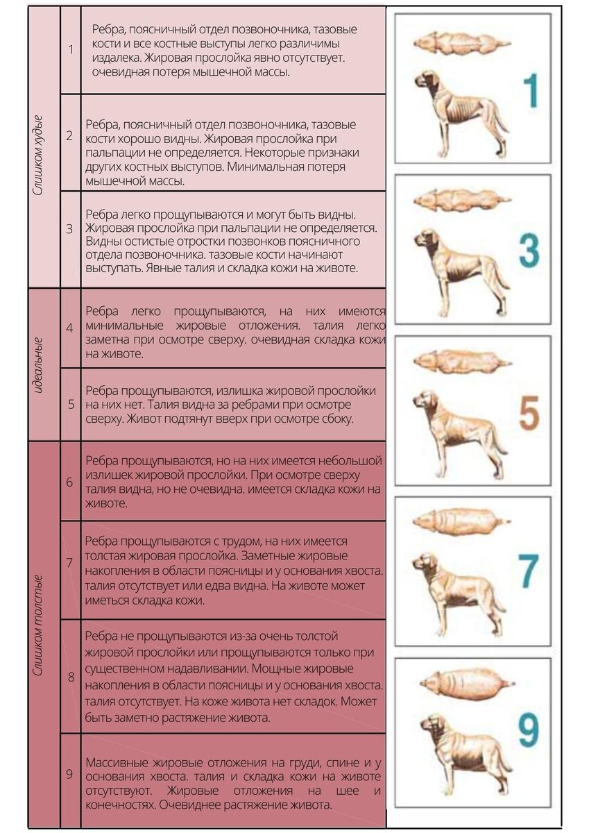 Таблица упитанности кошек1 из 2