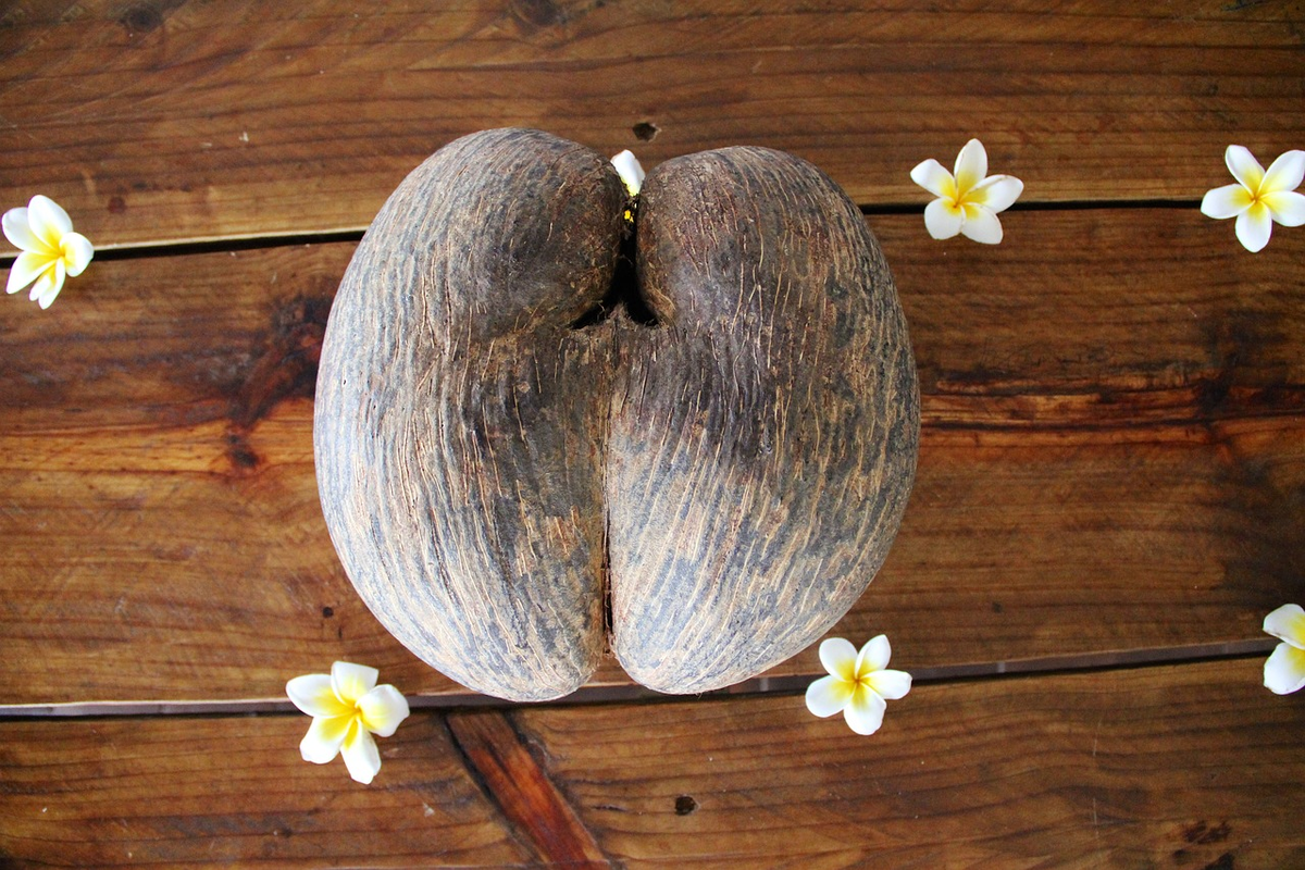 В парке Валле-де-Мэ можно увидеть символ Сейшел: пальму Коко-де-Мер с огромными кокосами