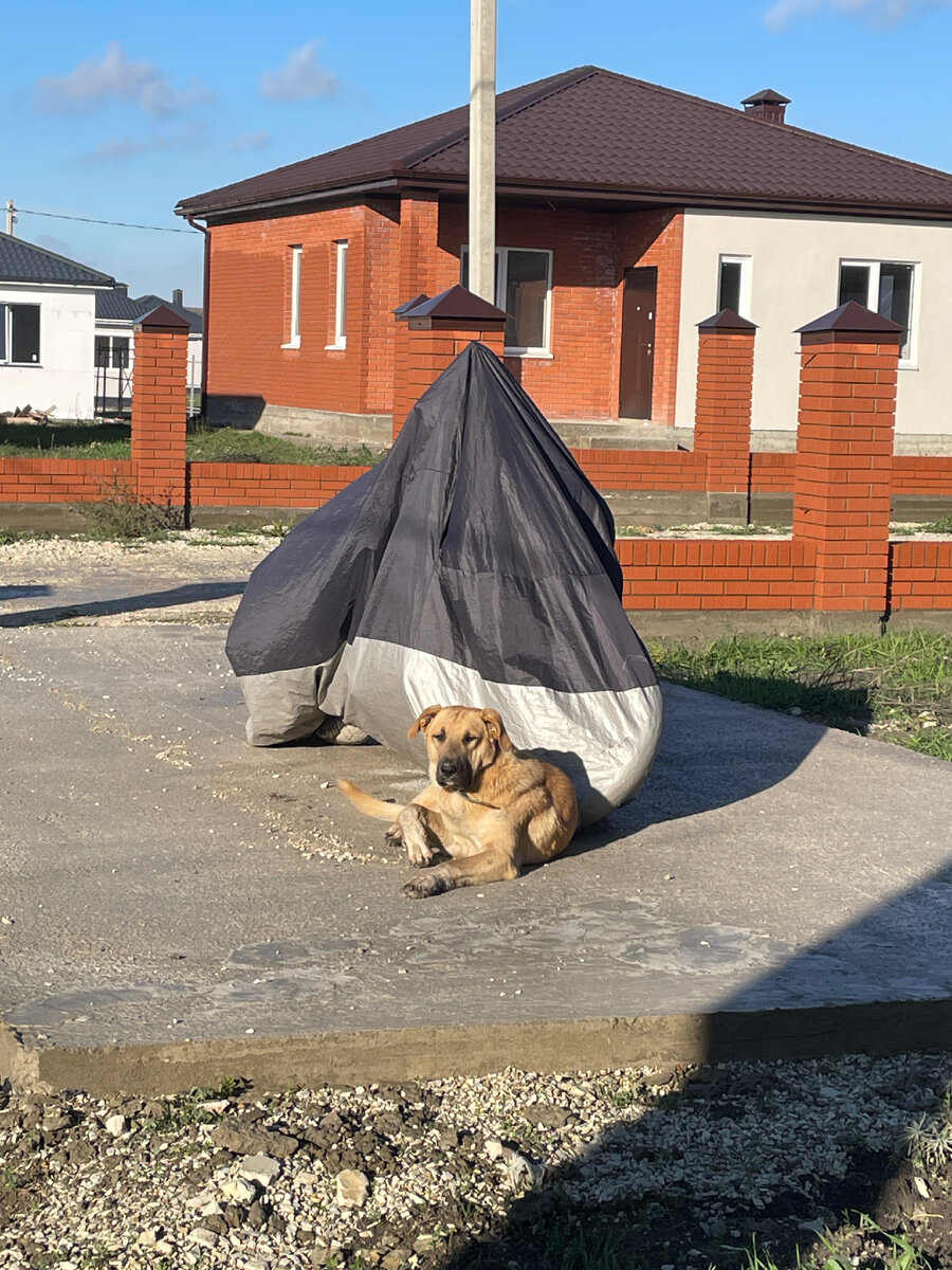 Фото автора. Осень 2023. Собака не наша 😁