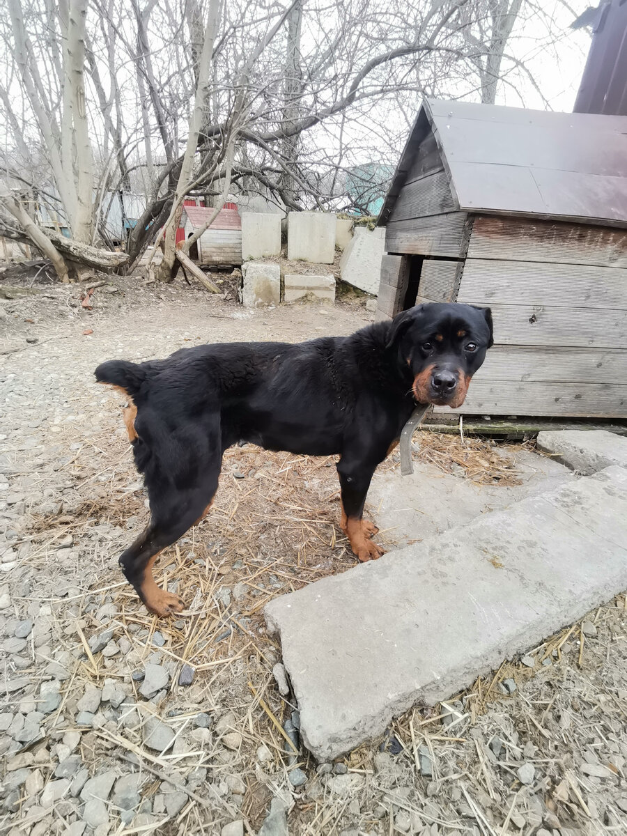 бездомные животные волонтеры. приют добрые люди. приют для животных добрые люди самара. помощь бездомным животным. волонтеры в приюте для животных.