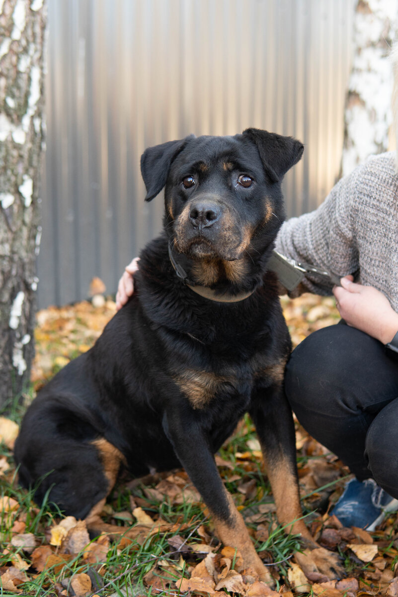 накормить бездомных животных. равнодушие к животным. равнодушное отношение к животным. добрые люди не проходите мимо. для детей.