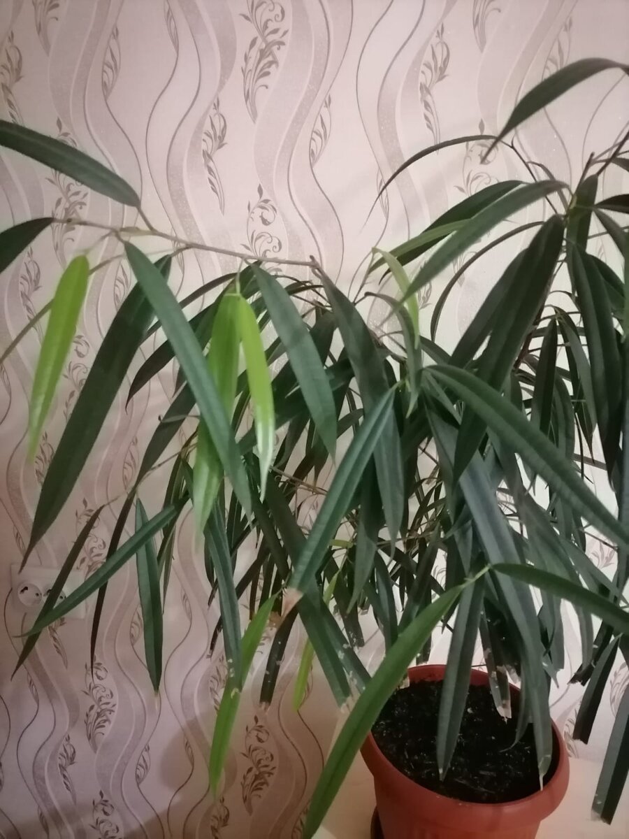 Фикус бенджамина Али из коллекции Любови Несмеловой