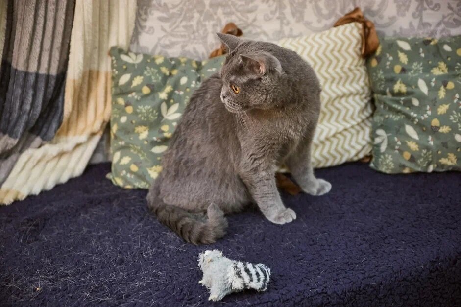 лучшая кошка для ловли мышей. кошки мышеловы и крысоловы. сибирский крысолов кошка. лучшая кошка для ловли мышей. кошачья порода крысолов.