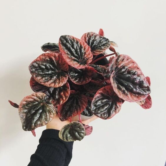 Peperomia Caperata Abriсos