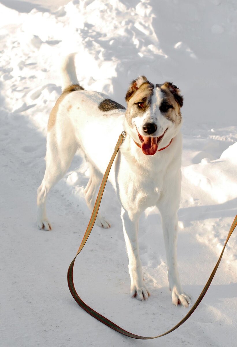 уши добермана до купирования. щенки купированы. купированные уши у солак. купирование хвоста у щенка. щенки купированы.