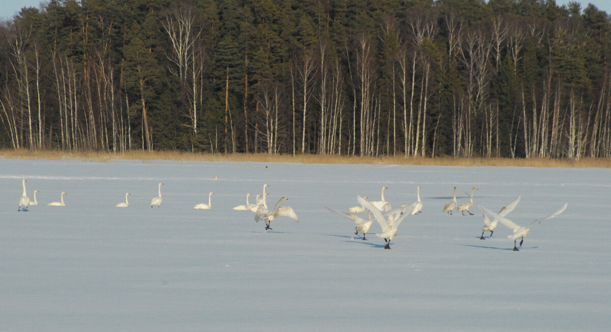 Стая лебедей в конце марта. Фото автора.