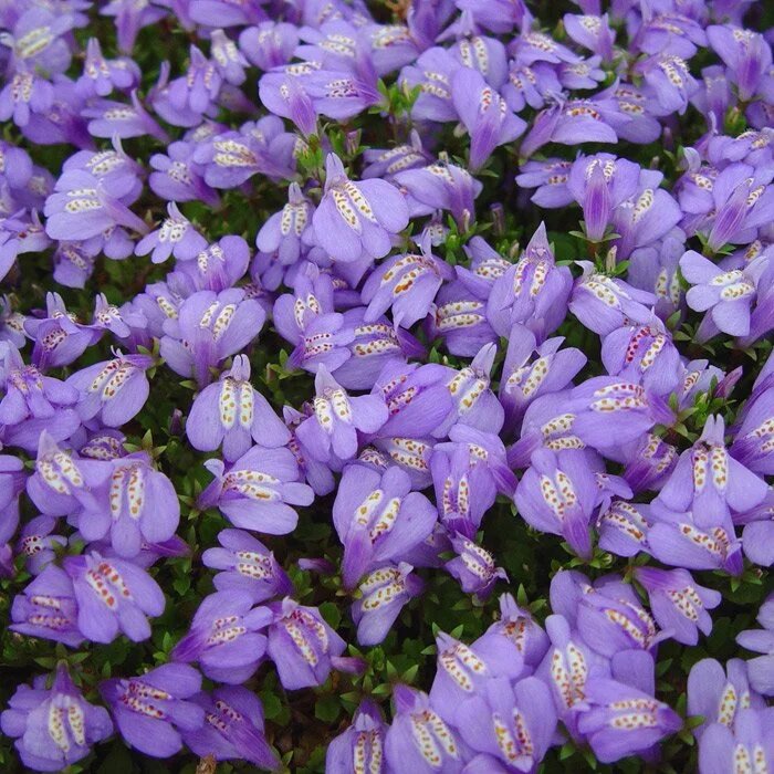 Разве не чудо? Правда же, на маленькие орхидеи похож? Фото из того магазина. ( и из второго тоже, кстати)