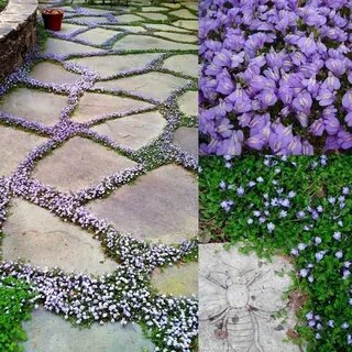 Но кто решится наступить на эти прелестные цветочки? фото из интернета, естественно...