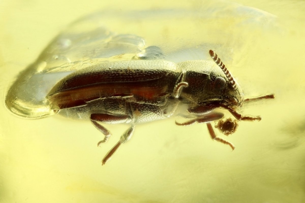    Томские ученые придумали новый способ защиты растений от вредителей