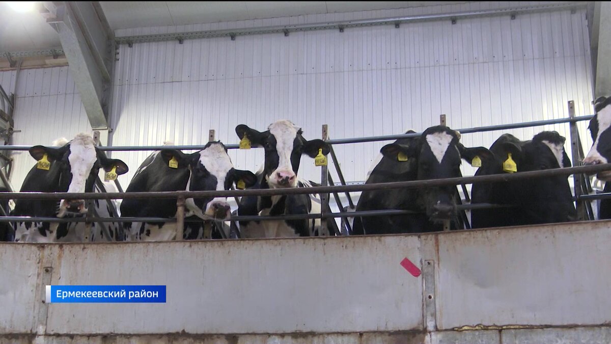    "Вести" побывали на одной из крупнейших молочных ферм Башкирии, где содержат почти три тысячи коров