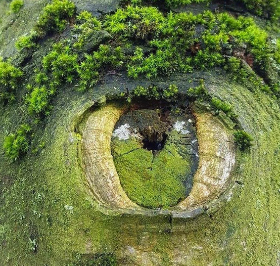 Оптическая иллюзия