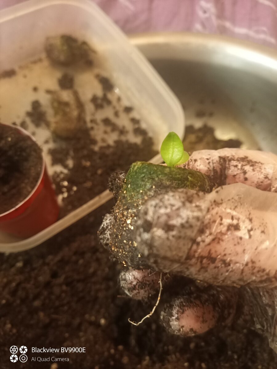 Корни уже вот они. Пора пересадить!