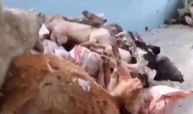 Скриншот видео паблика ВК ИС "Белозерское"📷
