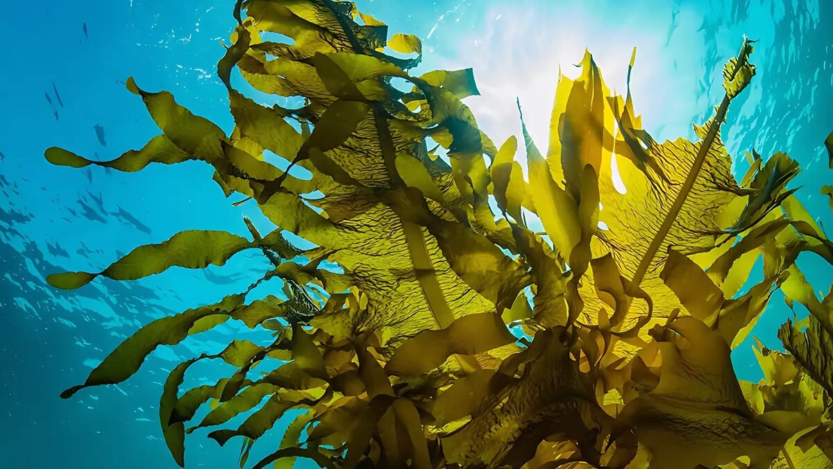     Пока богачи сего мира возводят бункеры, ученые ищут ответ, а что же будут есть эти самые миллиардеры, запершись в своей крепости. И, похоже, нашли его. Оказалось, что употребление морской капусты спасет от голода 1,2 млрд человек в период «ядерной зимы». Теперь дело за малым — запастись ламинарией.