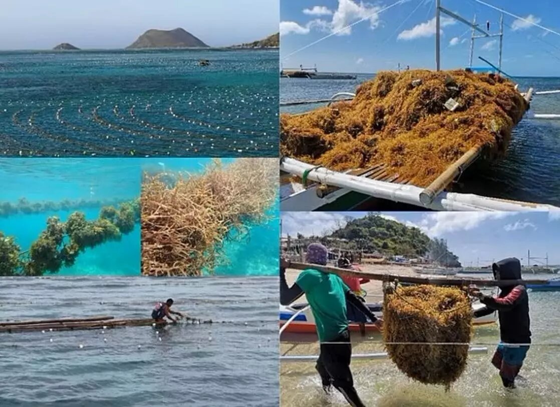 Ученые предлагают разбить фермы по выращиванию ламинарии на случай «ядерной зимы». Фото: Daily Mail