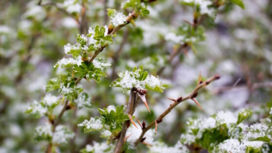    В Челябинске вывели сорт крыжовника, выдерживающий морозы до минус 40ºС Ирина Петрова