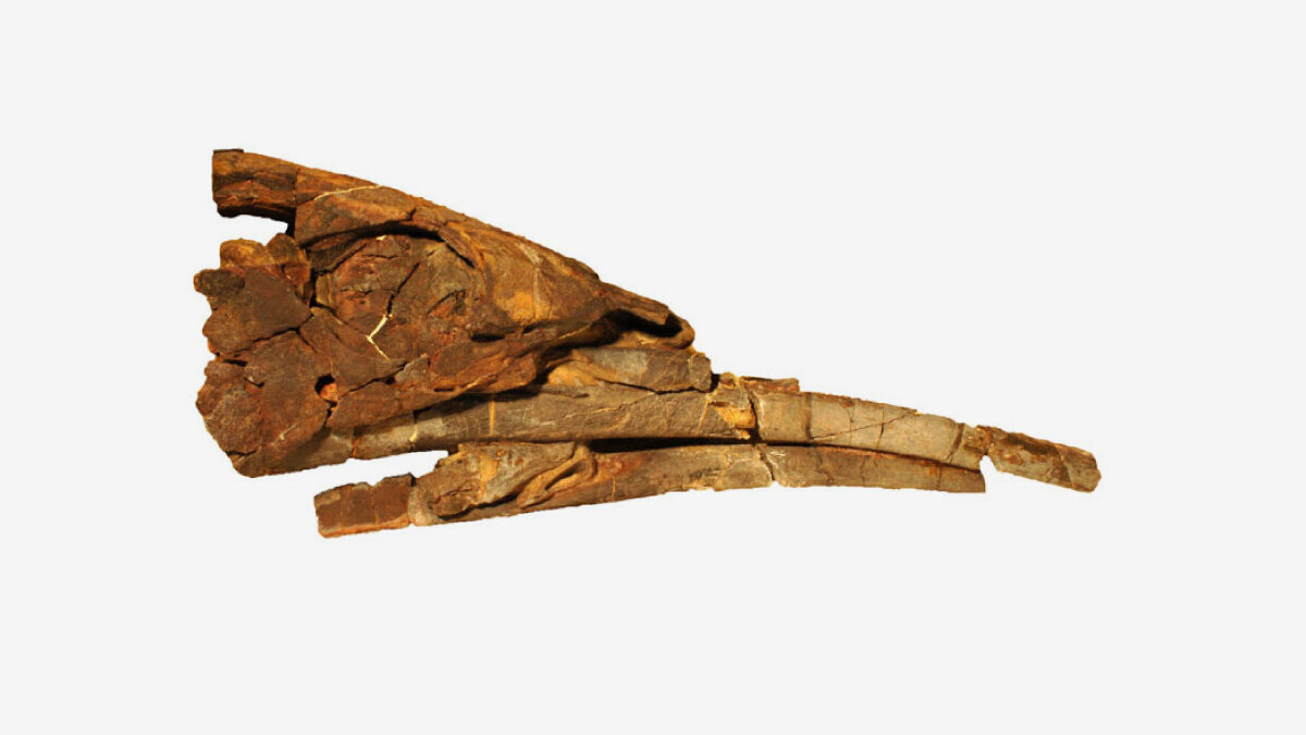 Melina Jobbins, Christian Klug / The Royal Society📷Череп Alienacanthus. Нижняя челюсть у этой особи сломана