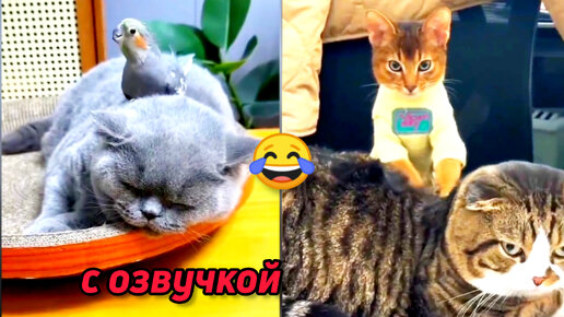 Смешные кошки с озвучкой. Озвучкой кошка. Котят с озвучкой. Коты с озвучкой до слёз. Смешные котята с озвучкой.