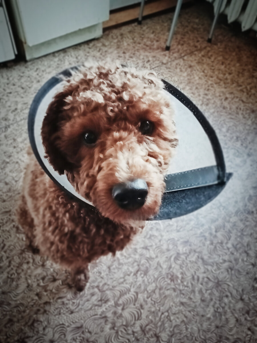 Румпель: - Я своё имя знаю. Я ЗДОРОВ! Сними воротник.