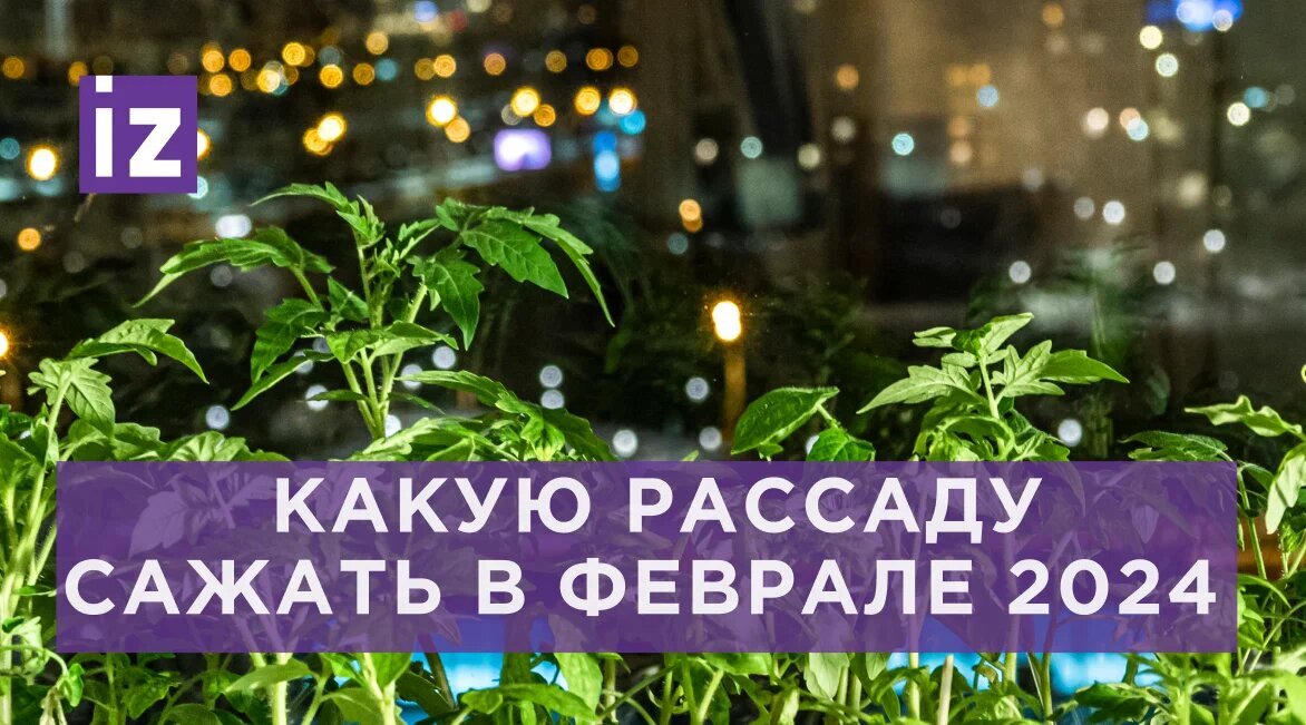 Лунный посевной календарь садовода и огородника на февраль 2024 года