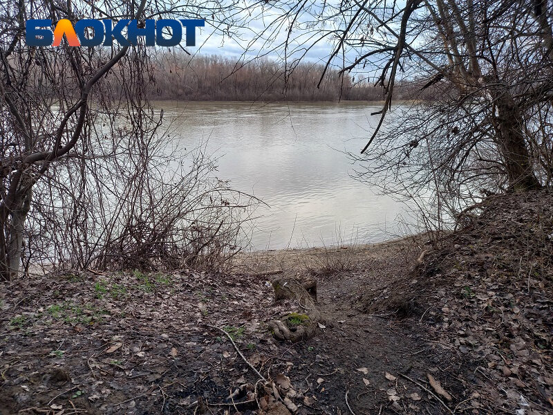 Разрушенное дерево. Сломанное дерево. Куда падает дерево. Куда падает дерево. Поваленное дерево.