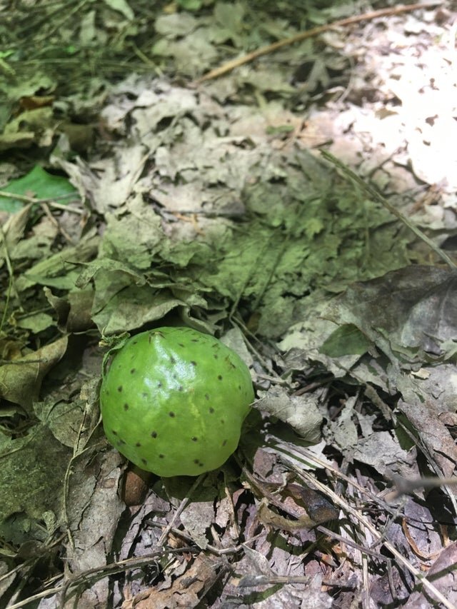 Стальной шарик и шарик для пинг понга. Пинг понг подача. Шарик от пинг-понга диаметр. Мемы про настольный теннис. Мяч для пинг понга размер.