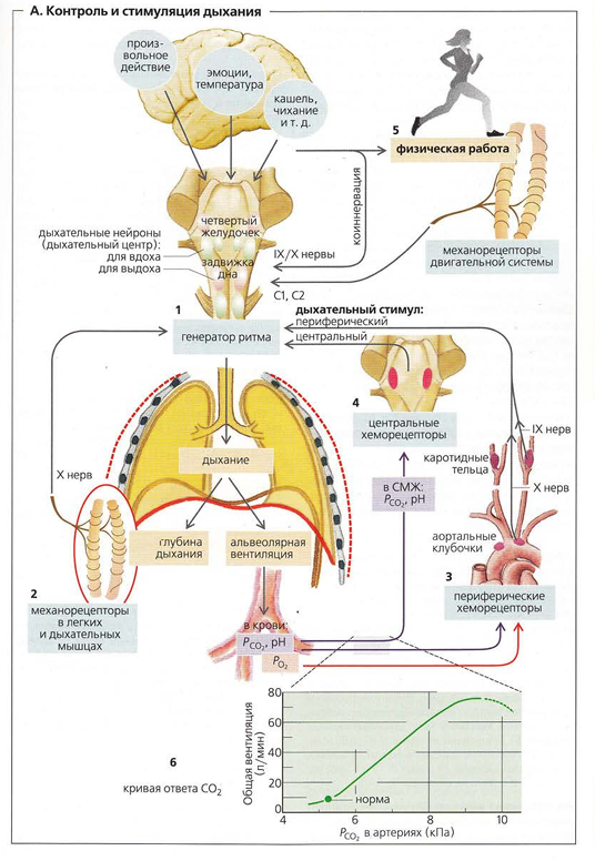 Любая физическая работа влечет изменение газового и кислотного состава крови ,что воздействует на систему дыхания. Дыхательный цикл очень важен в работе организма, ведь  кислородная подача в альвеолы, далее в  кровь , далее в ткани и клетки , в конечном счете в митохондрии обеспечивает лучшие показатели выносливости и силы мышц, нейронов и тд.