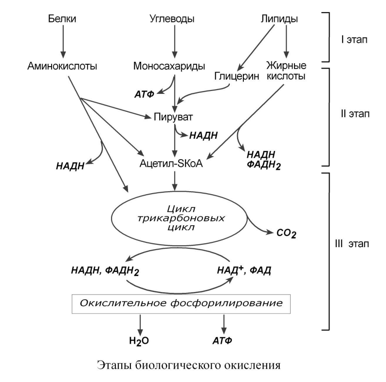 Как видно из схемы в клетку из кровотока поступают разные питательные  субстраты- углеводы, белки, жиры. При стрессе, опосредуемом нервной системой и гормонами стресса (катаболизме) происходит распад частиц  - мономеров белков , жиров и углеводов с использованием или без кислорода, а  значит митохондрии  с формированием энергии или водородного эффекта тепла при разобщении.