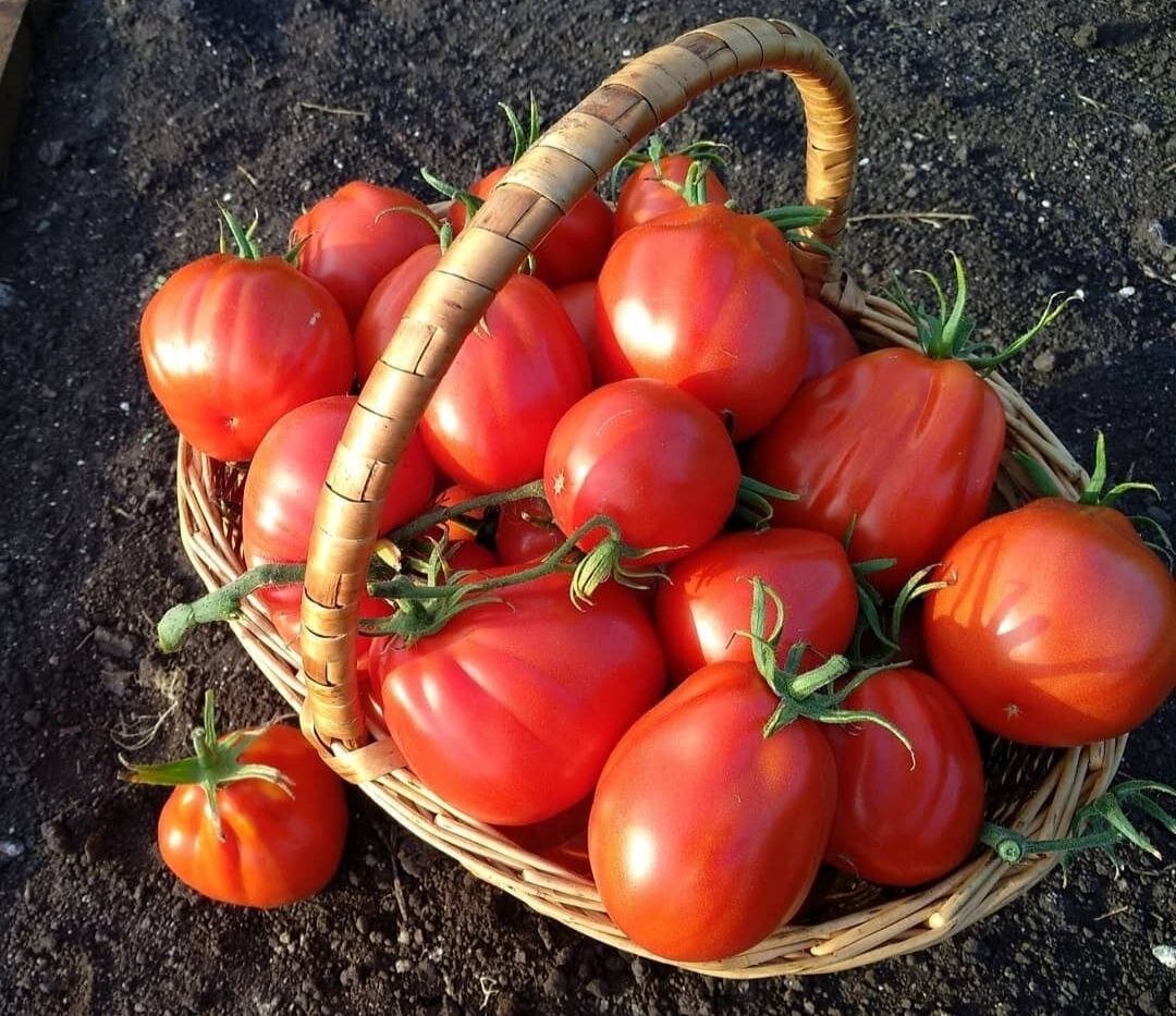 Пока многие садовые блогеры дружно уговаривают  нас сеять эустому, мы обсудим с вами когда же сеять томаты. 
 Скажу сразу, надо понимать, что все сроки условны.-2