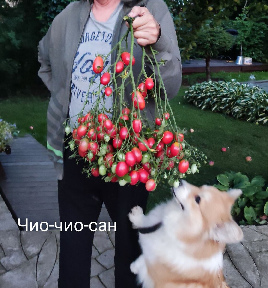 Пока многие садовые блогеры дружно уговаривают  нас сеять эустому, мы обсудим с вами когда же сеять томаты. 
 Скажу сразу, надо понимать, что все сроки условны.-1-2